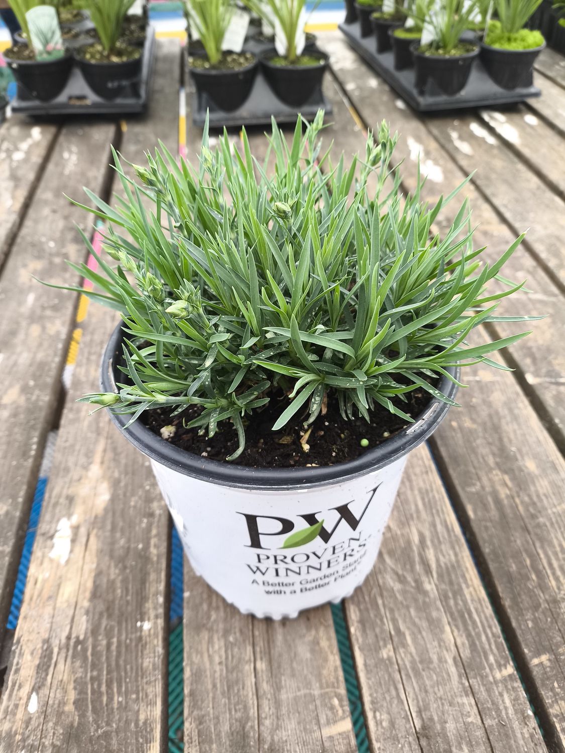 #1 DIANTHUS Fruit Punch  'Classic Coral'