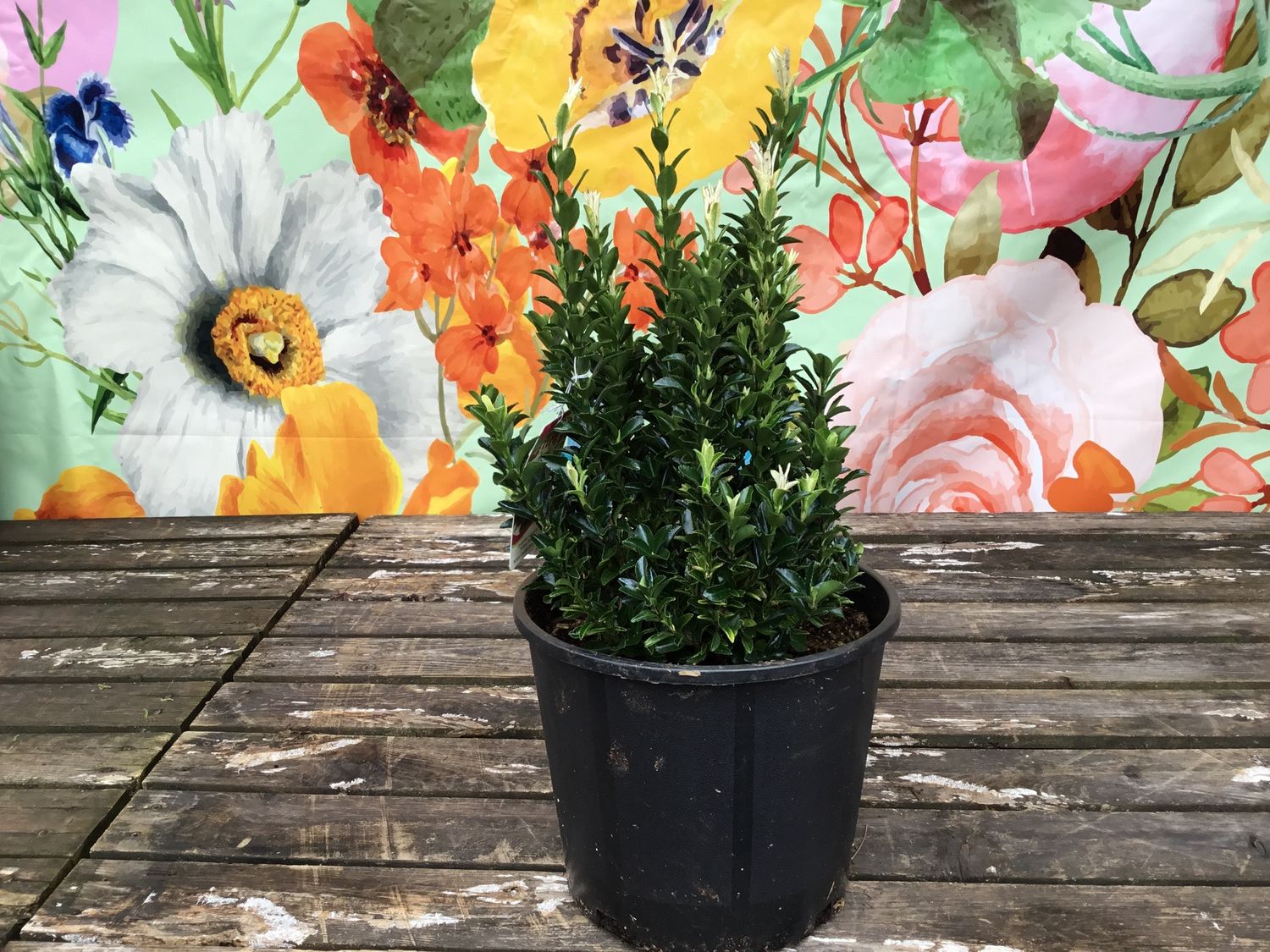 #1 EUONYMUS JAPONICUS 'Paloma Blanca'