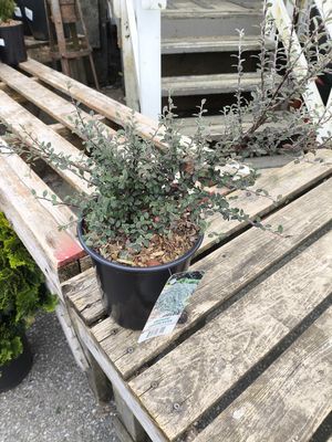 #1 COTONEASTER GLAUCOPHYLLUS