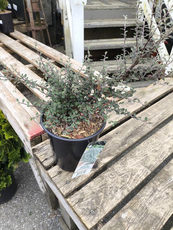 #1 COTONEASTER GLAUCOPHYLLUS