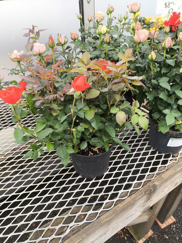 6" Mini Rose