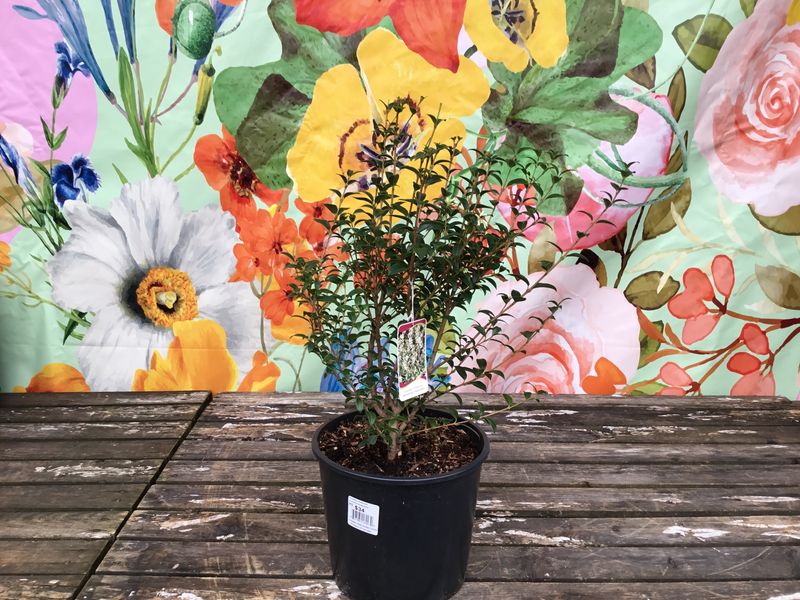 #3 OSMANTHUS x BURKWOODII