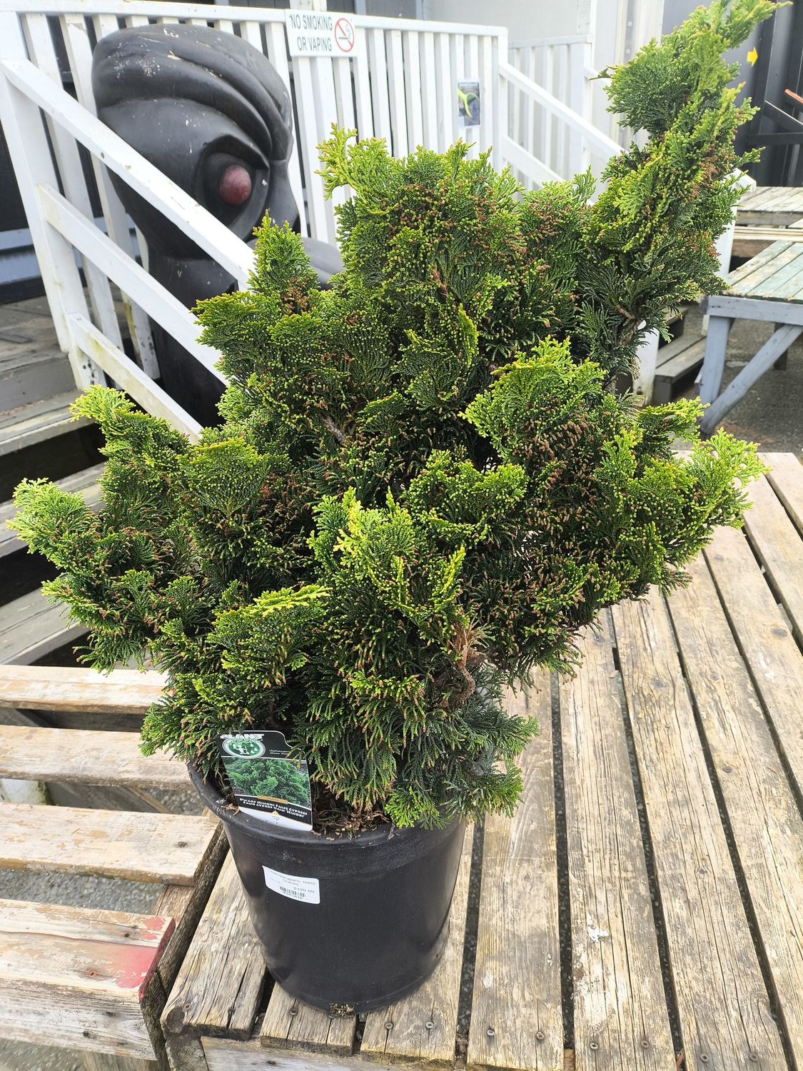 #5 CHAMAECYPARIS OBTUSA 'Nana Gracilis'