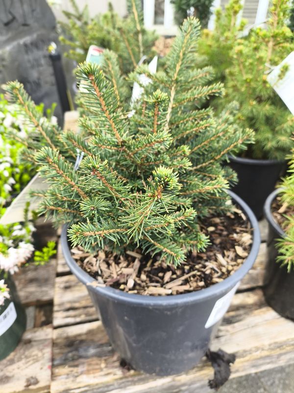#2 PICEA OMORIKA 'Karel'