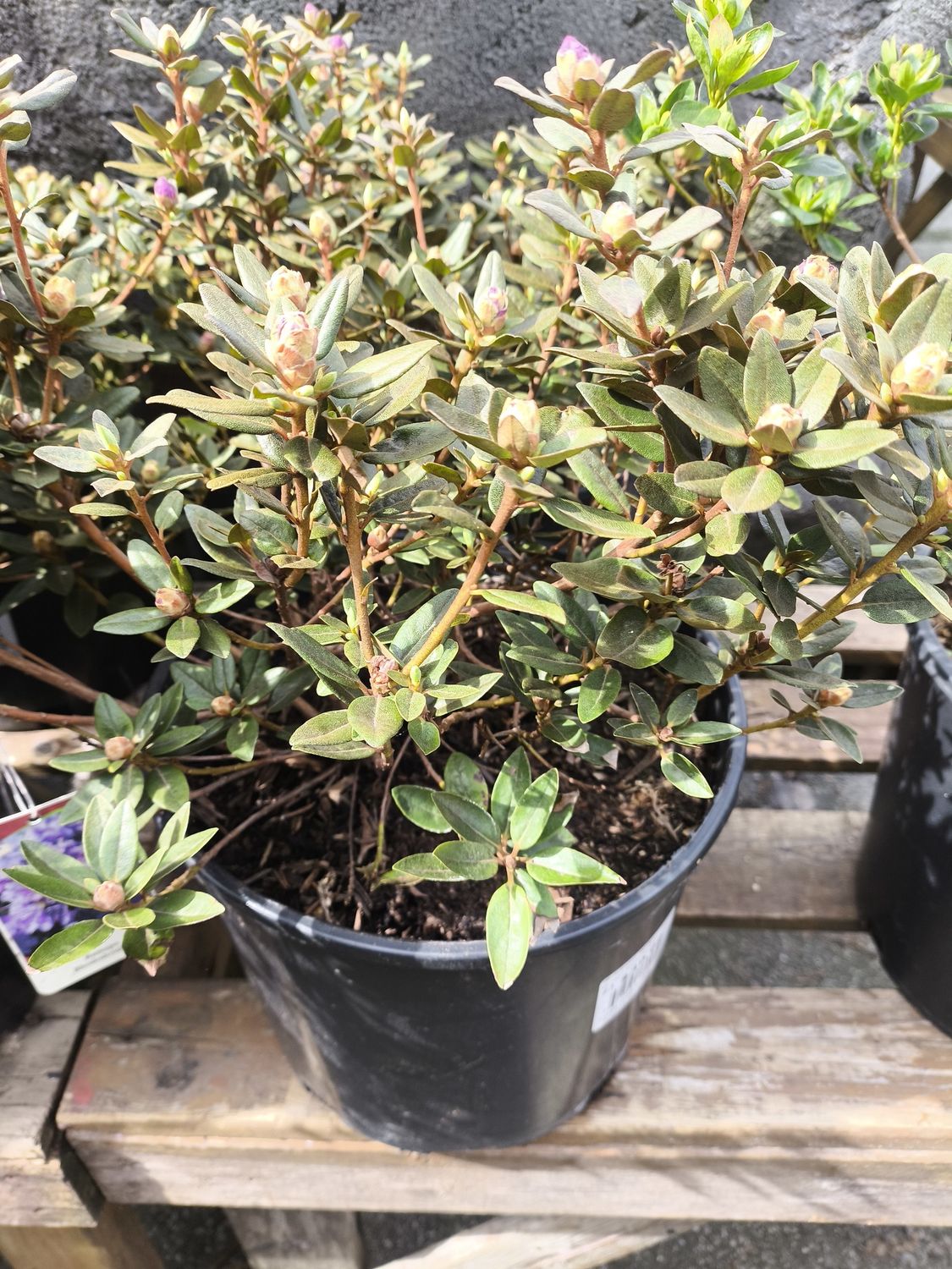 #3 RHODODENDRON 'Ramapo'