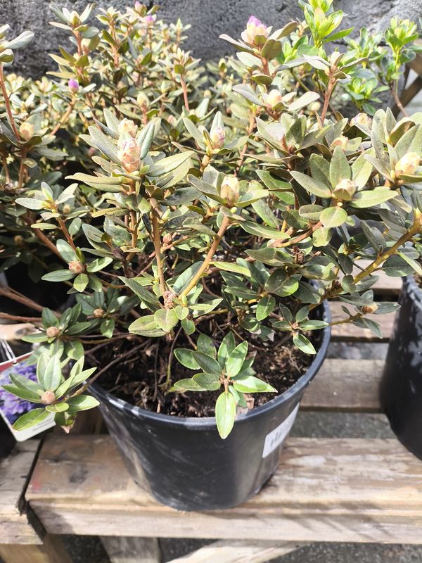#3 RHODODENDRON 'Ramapo'