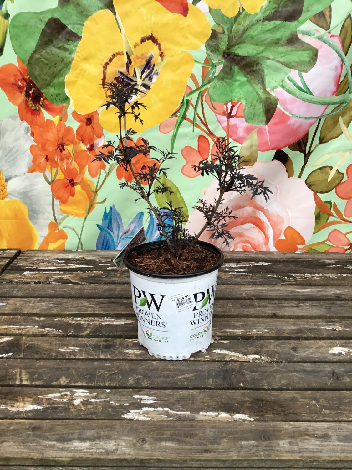 Sambucus nigra ‘Eva’