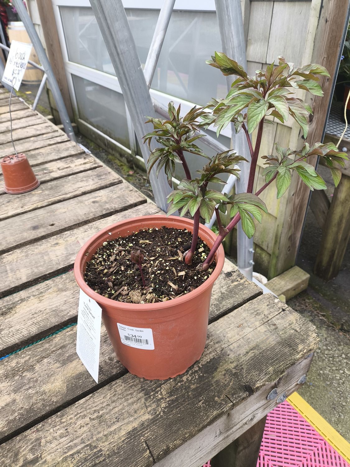 #2 PAEONIA 'Coral Sunset' ex