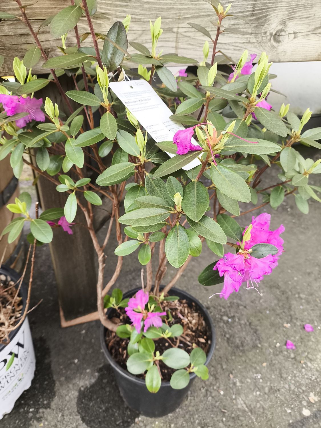 #2 RHODODENDRON 'PJM 'Elite'