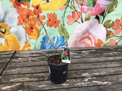 #1 RASPBERRY  'Willamette'