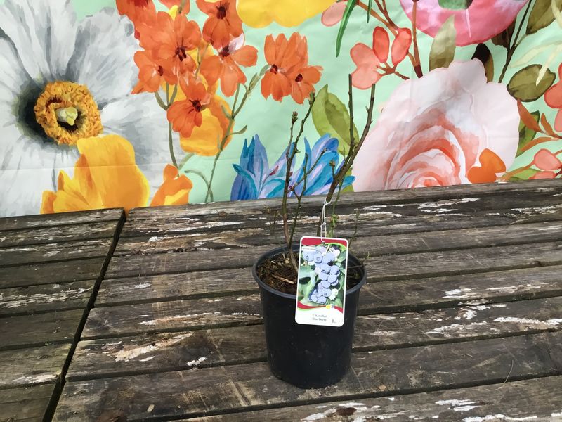 #1 VACCINIUM 'Chandler'