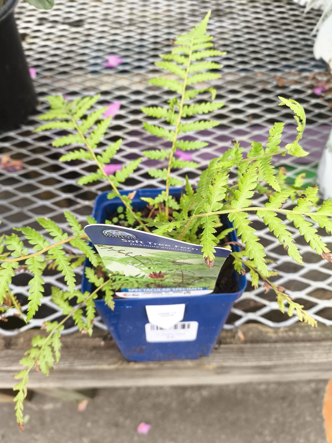 11cm Dicksonia 'Antarctica'