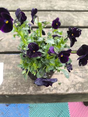 VIOLA cornuta 'SORBET BLACK DELIGHT'
