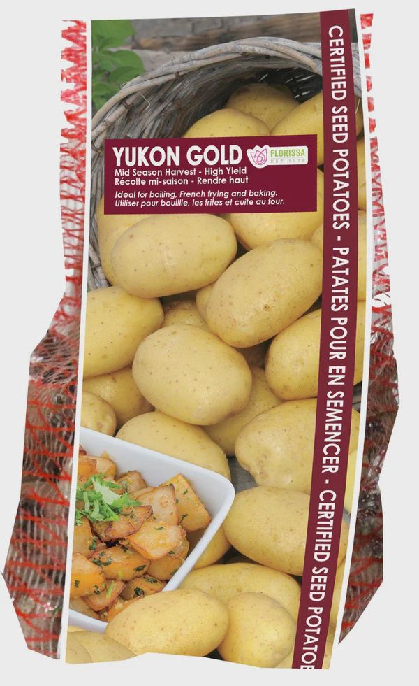 POTATO Yukon Gold 2KG.