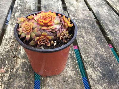 #1 SEMPERVIVUM CHICK CHARMS 'Gold Nugget'