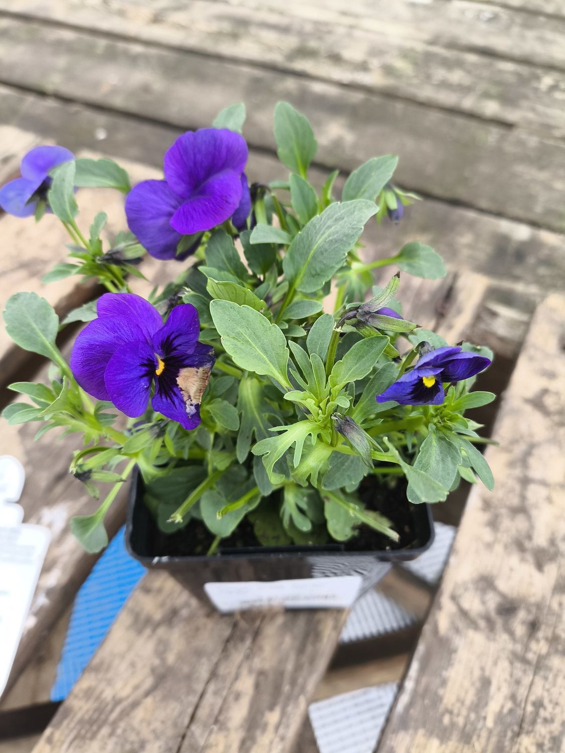 VIOLA CORNUTA SORBET 'Blue Blotch'