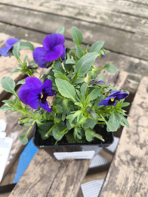 VIOLA CORNUTA SORBET 'Blue Blotch'