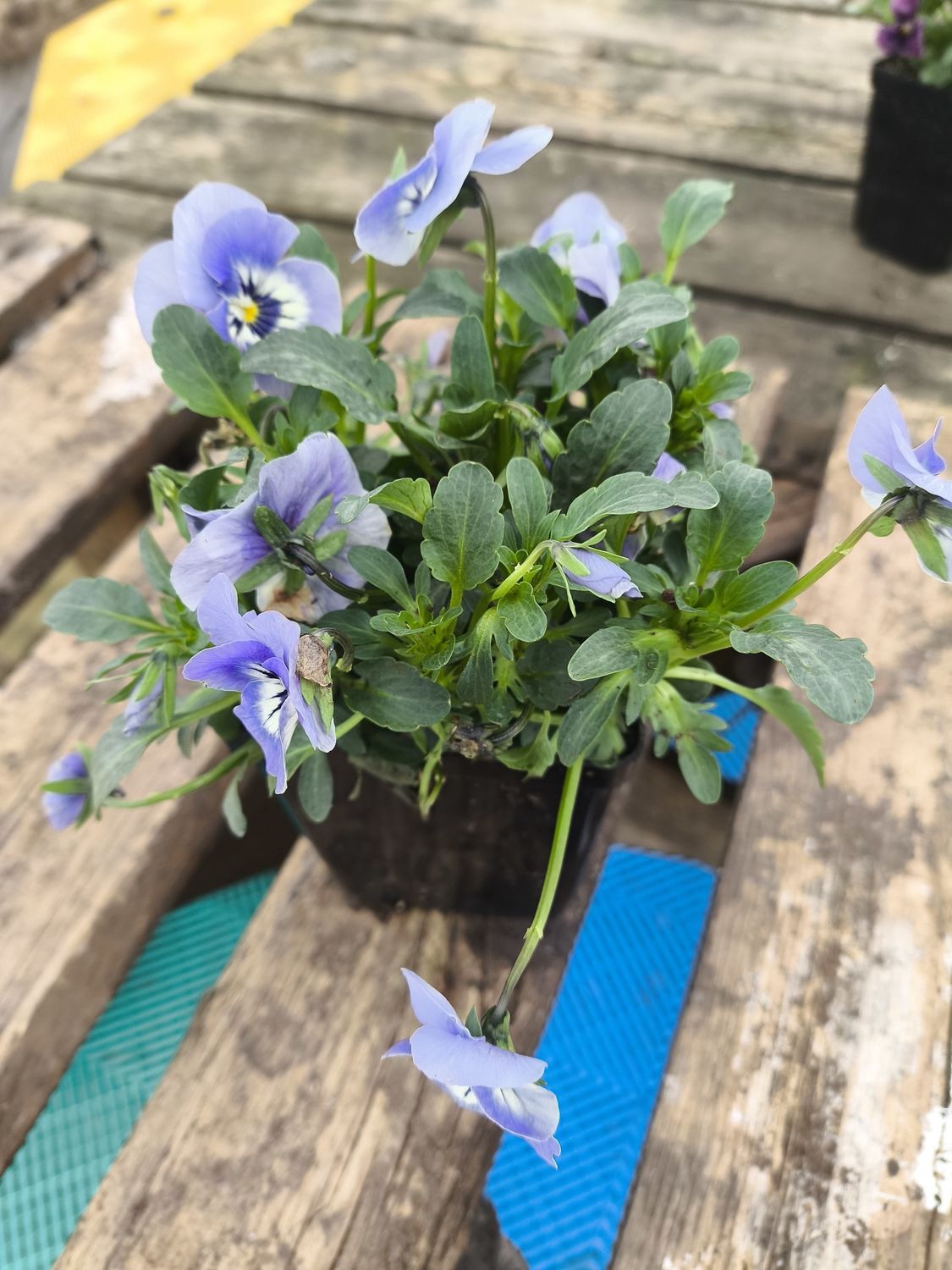 VIOLA CORNUTA SORBET 'Marina'