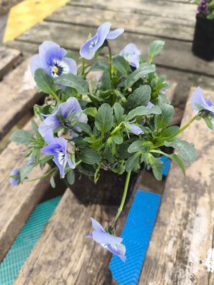 VIOLA CORNUTA SORBET 'Marina'