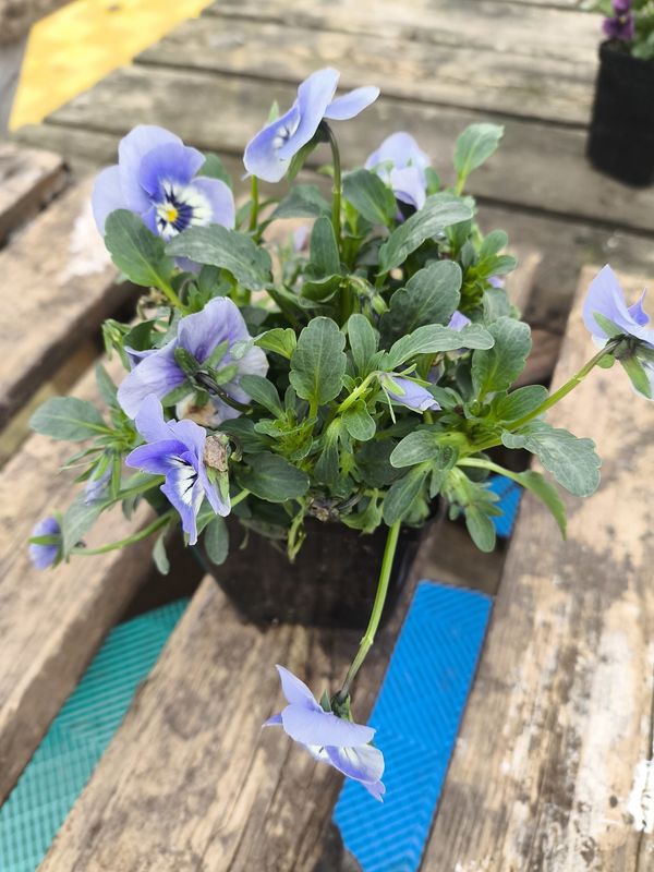 VIOLA CORNUTA SORBET 'Marina'