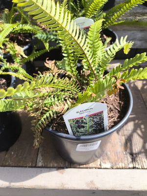 #1 BLECHNUM SPICANT