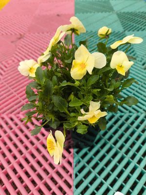VIOLA CORNUTA 'Lemon Chiffon'