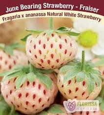 STRAWBERRY Natural White