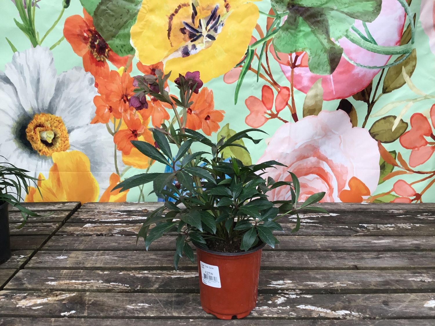 #1 HELLEBORUS JWLS 'Dacaya'