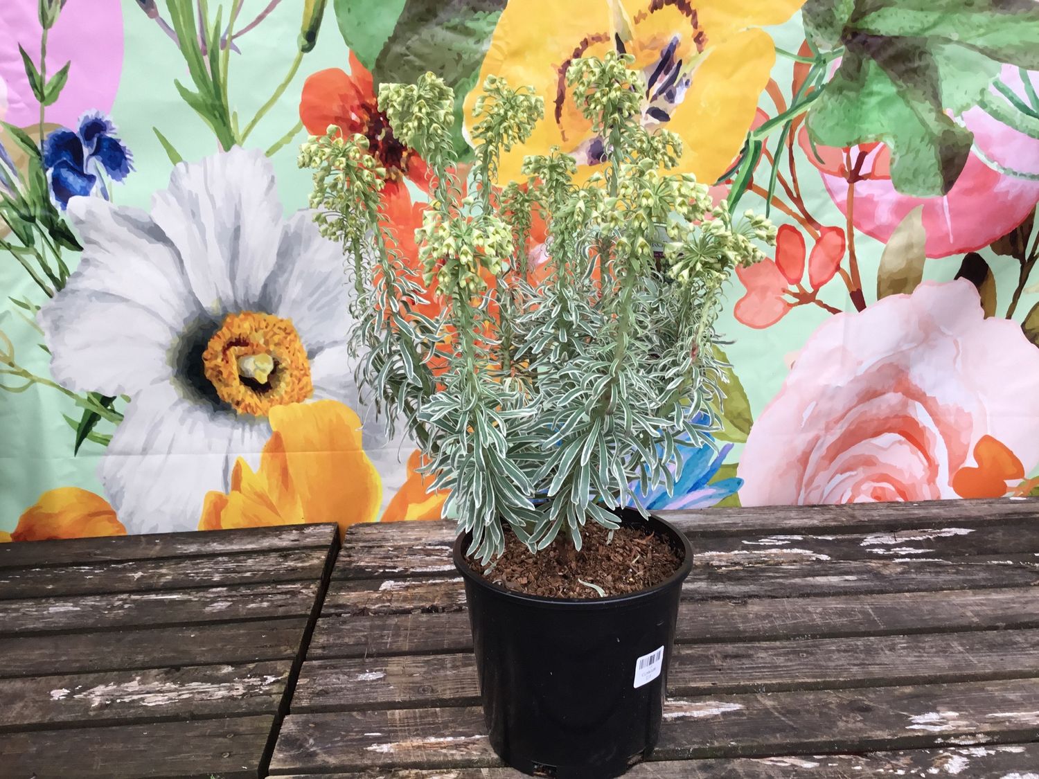 #2 Euphorbia Assorted