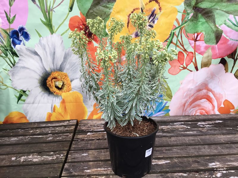 #2 Euphorbia Assorted