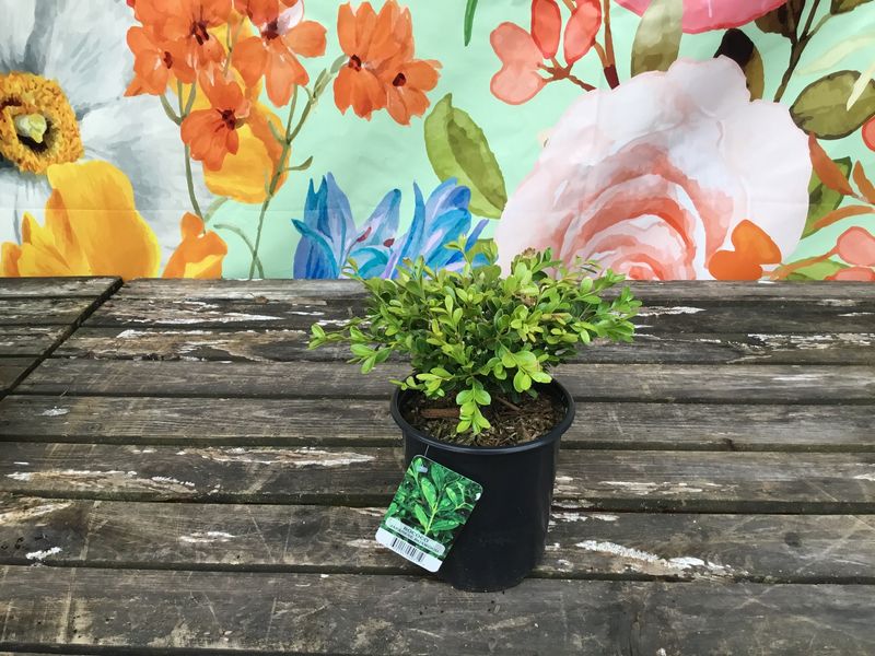 #1 BUXUS 'Rococo'