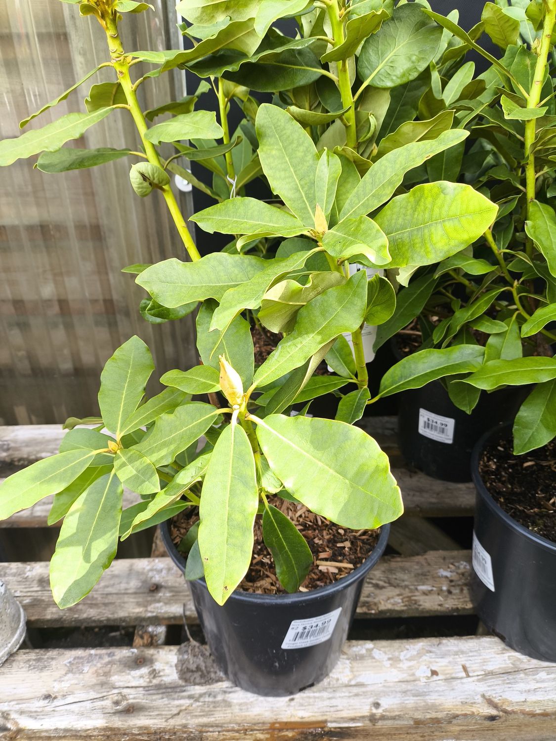 #2 RHODODENDRON 'Nova Zembla'