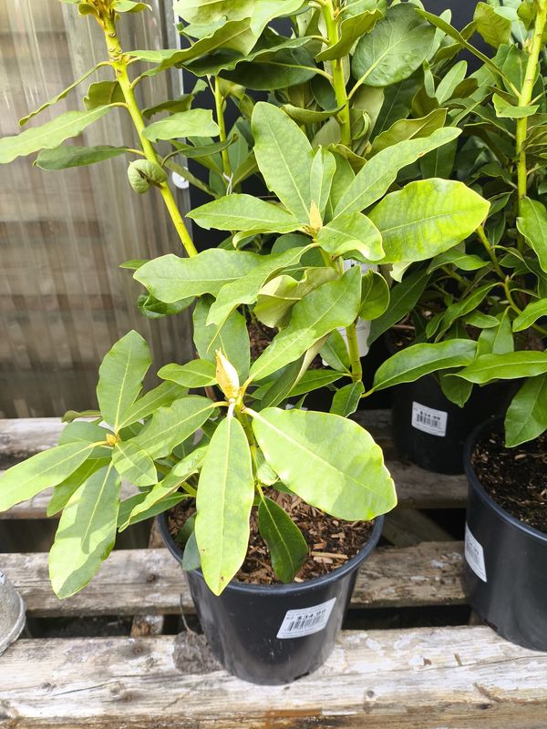 #2 RHODODENDRON 'Nova Zembla'