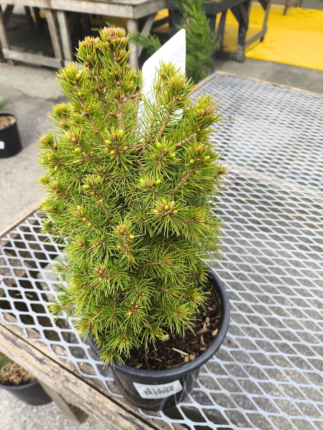 #1 PICEA GLAUCA 'Concia'