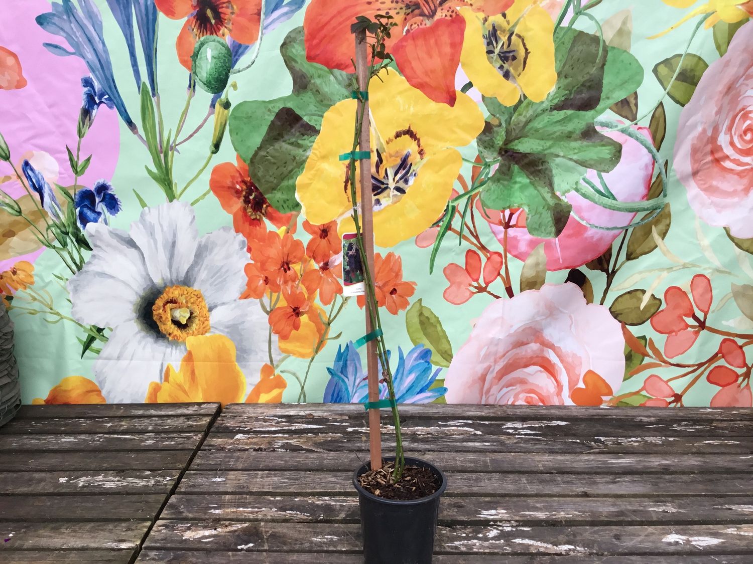 #1 RUBUS 'Columbia Giant'