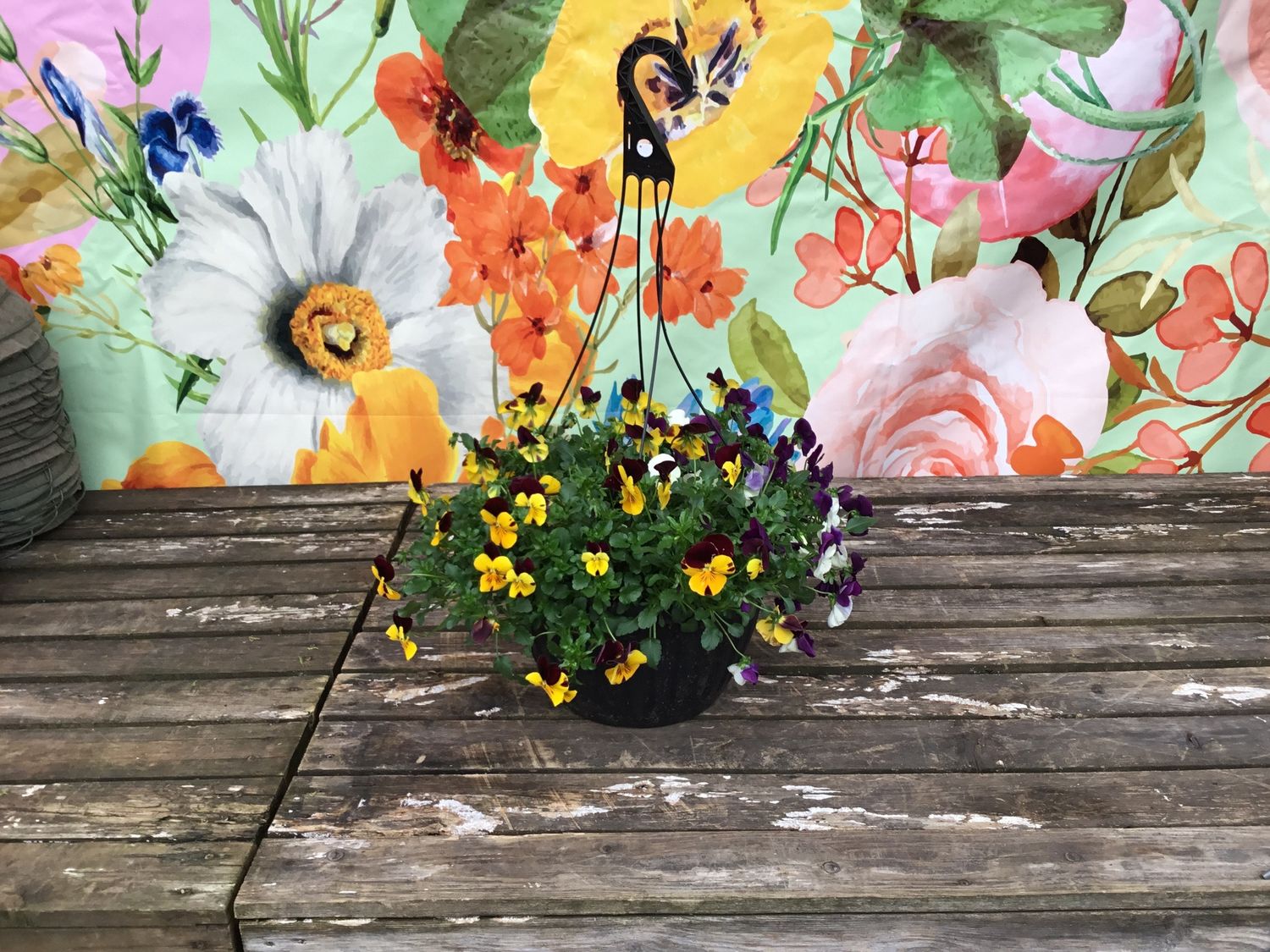 13" Cool Wave Pansy (HANGING BASKET)