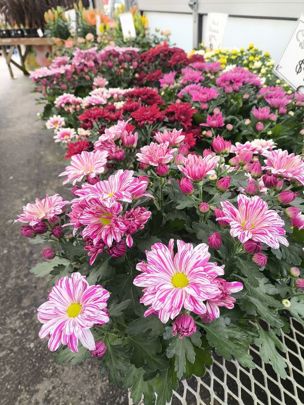 6" Pot Mum