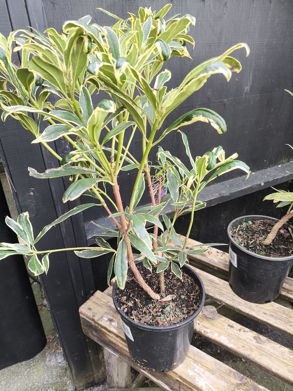 #2 RHODODENDRON PONTICUM 'Variegatum'