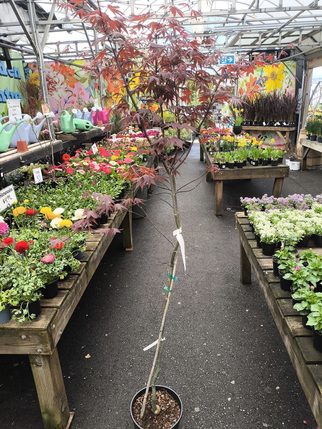 #3 ACER PALMATUM 'Bloodgood'