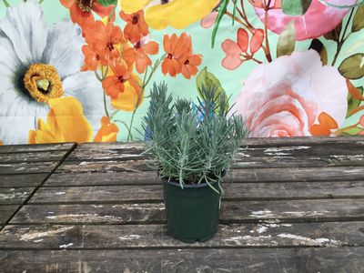 #1 LAVENDER