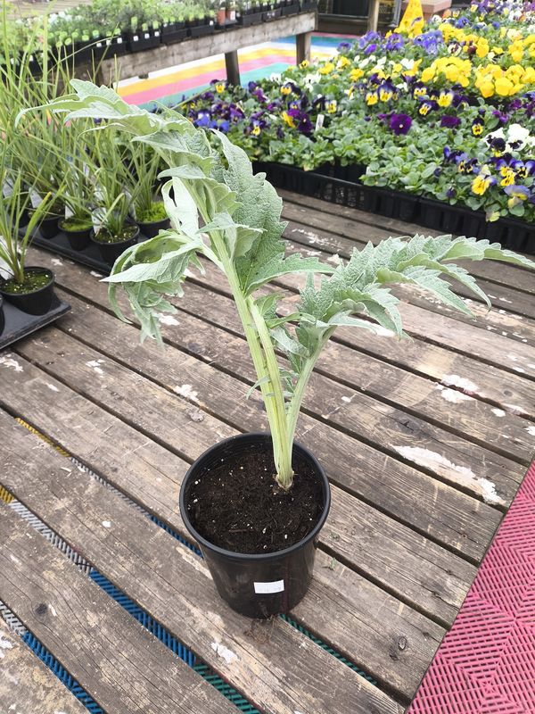 #1 CYNARA 'Silver Artichoke'