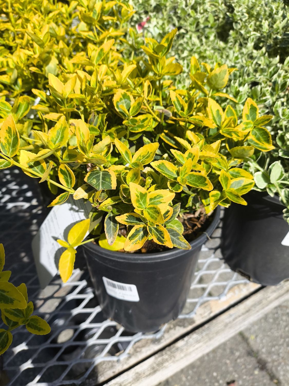 #1 EUONYMUS JAP. 'Emerald and Gold'