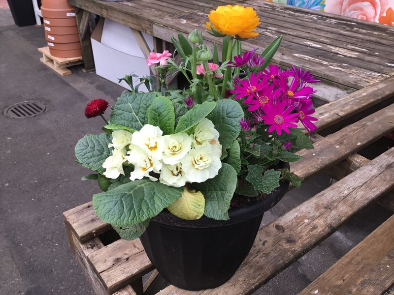 11" Early Spring Planter