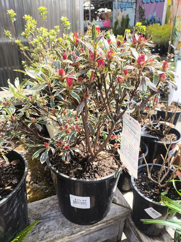 #3 AZALEA 'Girard's Variegated Gem'