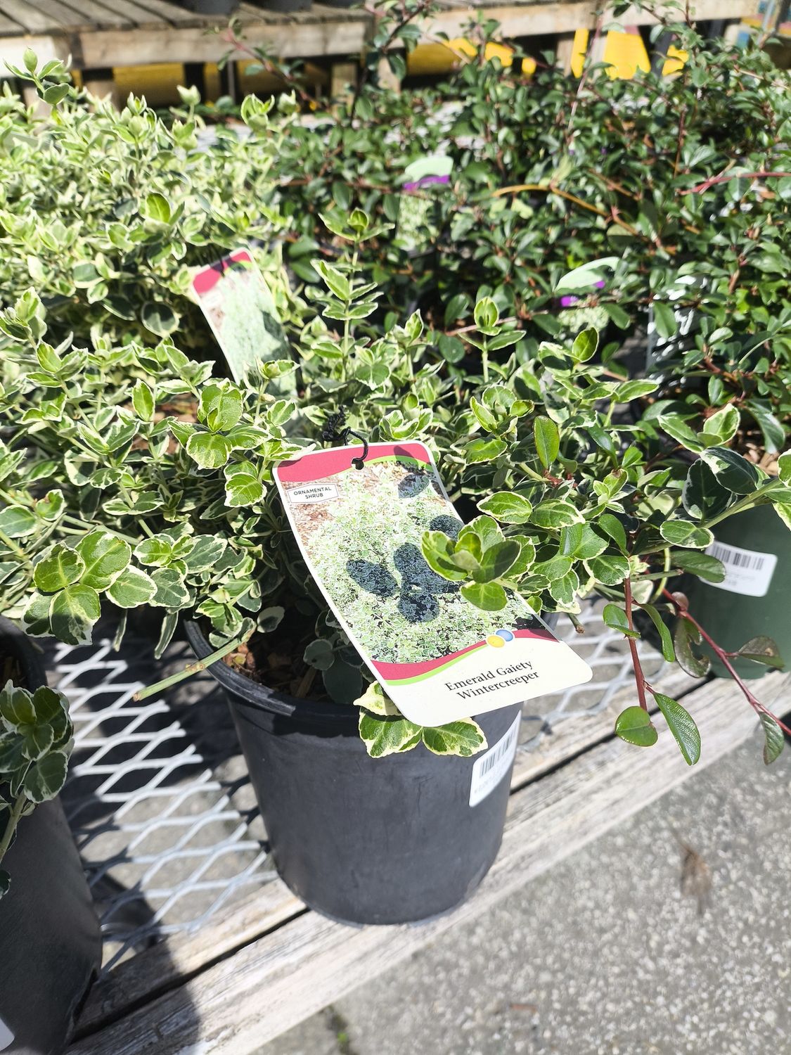 #1 EUONYMUS JAP. 'Emerald Gaiety '