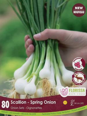 ONION Spring Onion Green Scallion