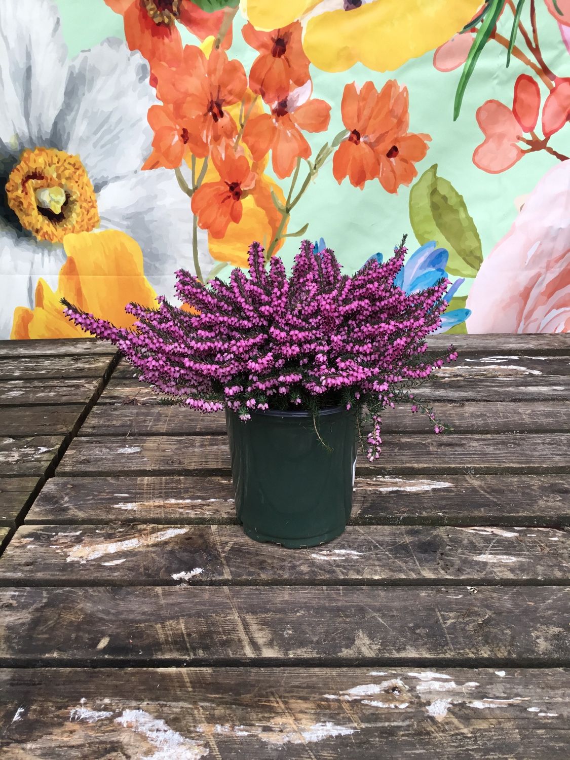 #1 Erica ' Kramers Red'