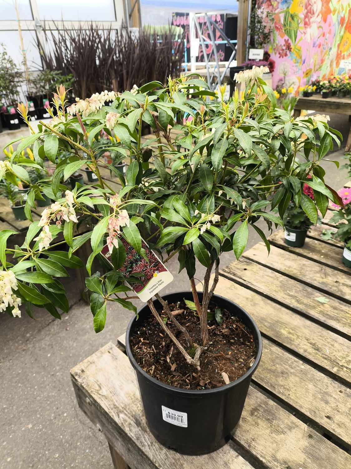 #3 Pieris Jap. 'Mountain Fire'