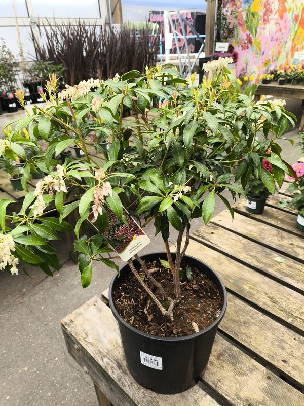 #3 Pieris Jap. 'Mountain Fire'