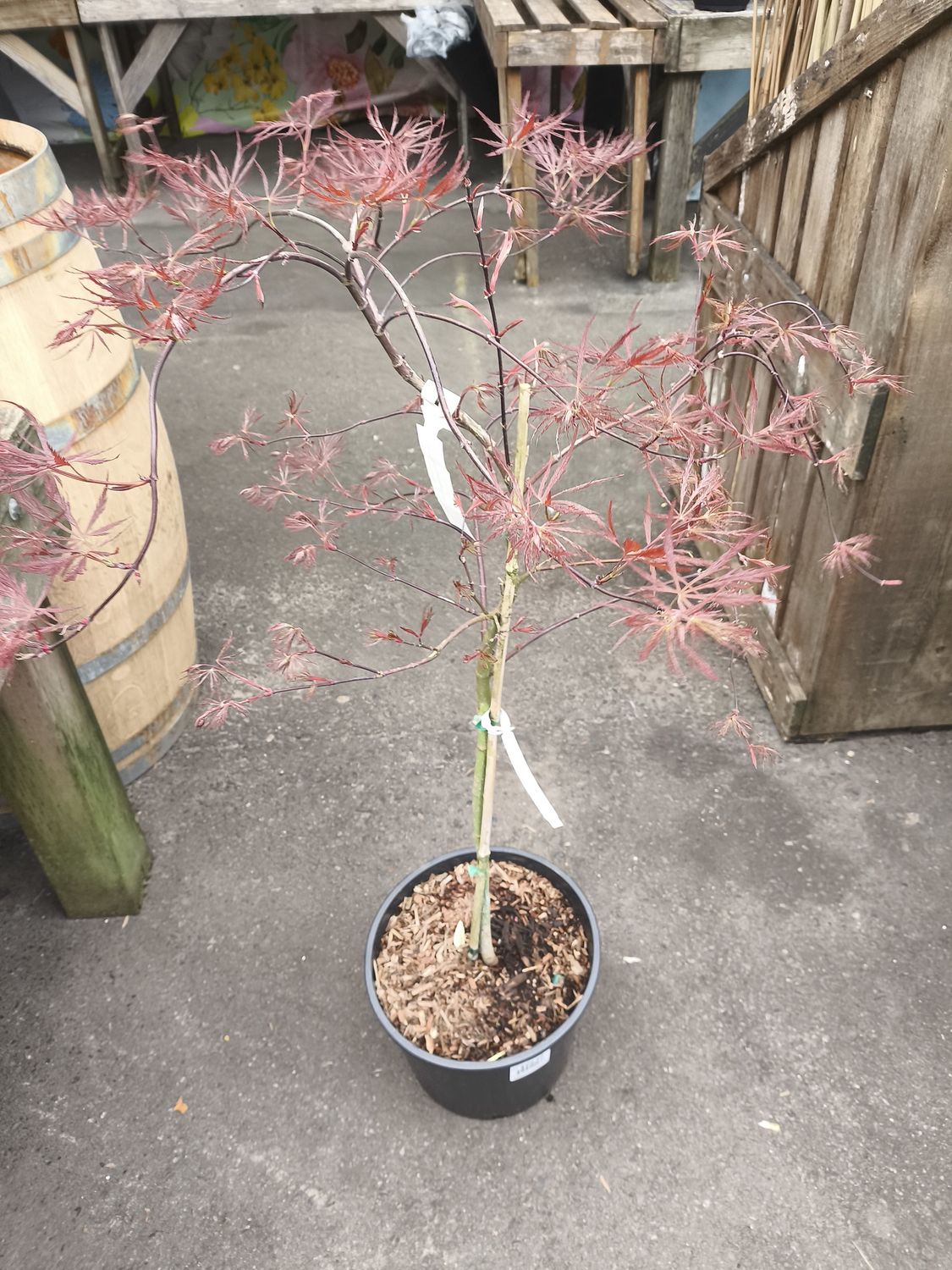 #3 Acer Pal. Dissectum 'Red Dragon'